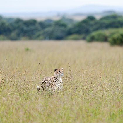 Hôtel Benguiste Officiel